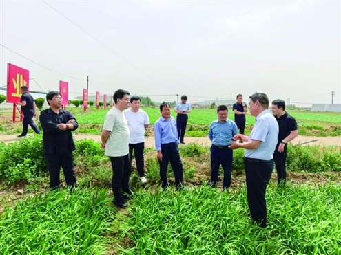 新市镇深耕“一方福韭”,书写乡村振兴“绿色答卷”